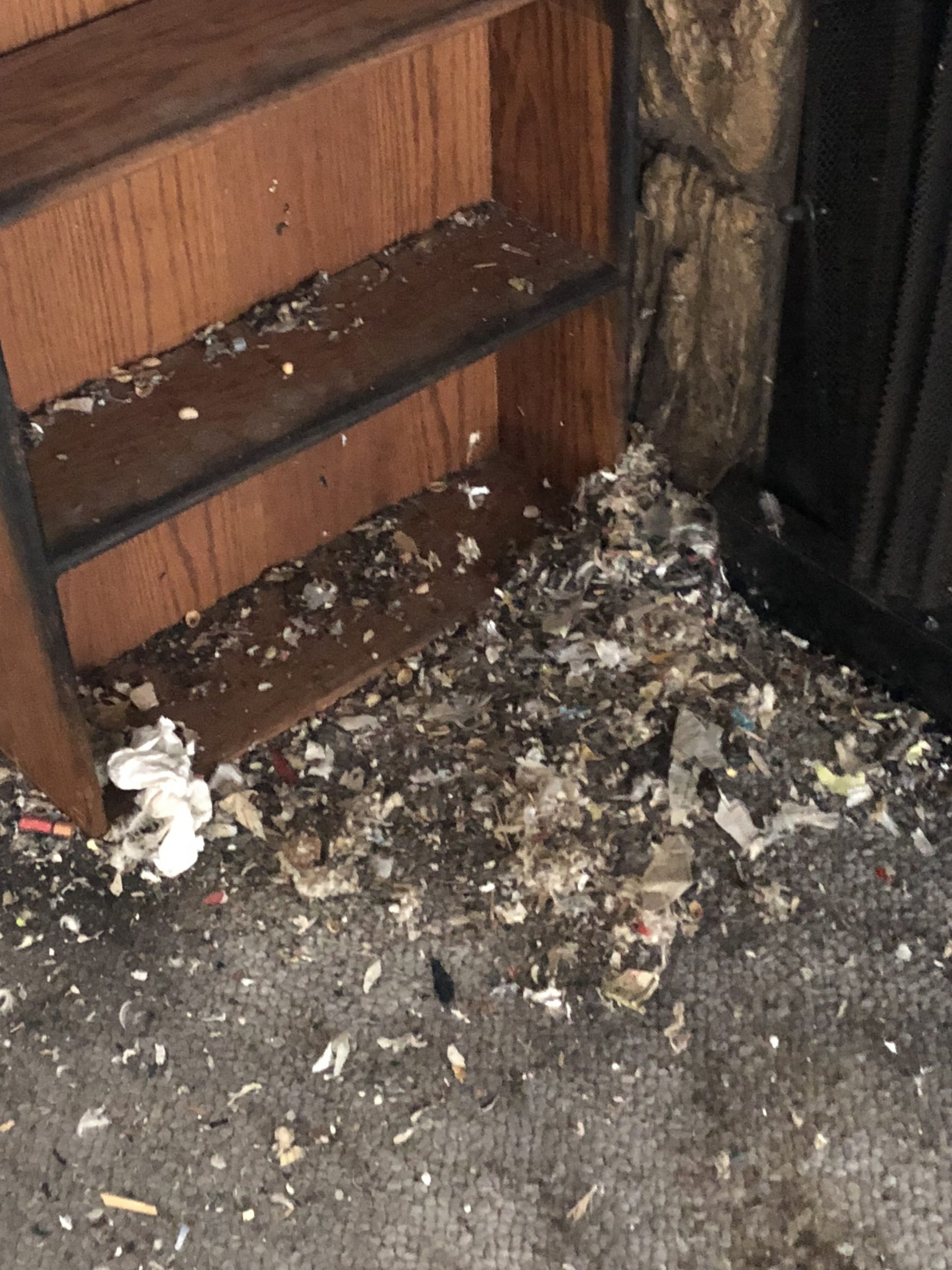 Damage caused by rats on shelves and wall