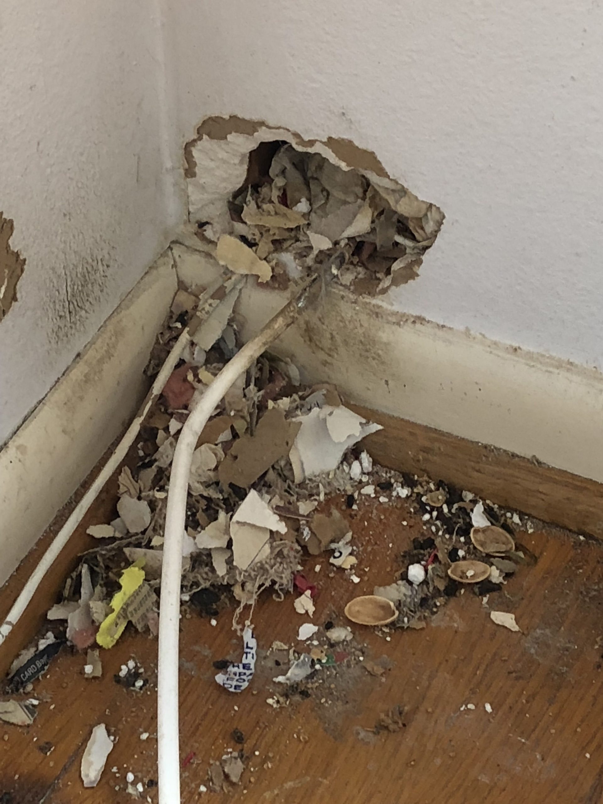 Rats chewed a hole in the drywall at a cable