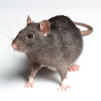 Norway Rat (Rattus Norvegicus)