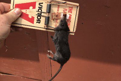 Rat caught on a trap being held up by American Rat Control